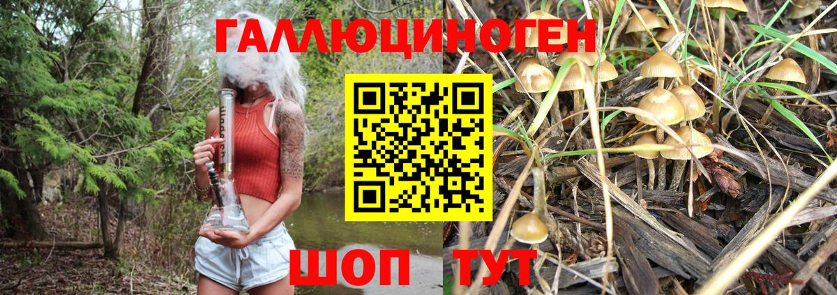Псилоцибиновые грибы Psilocybe Свободный